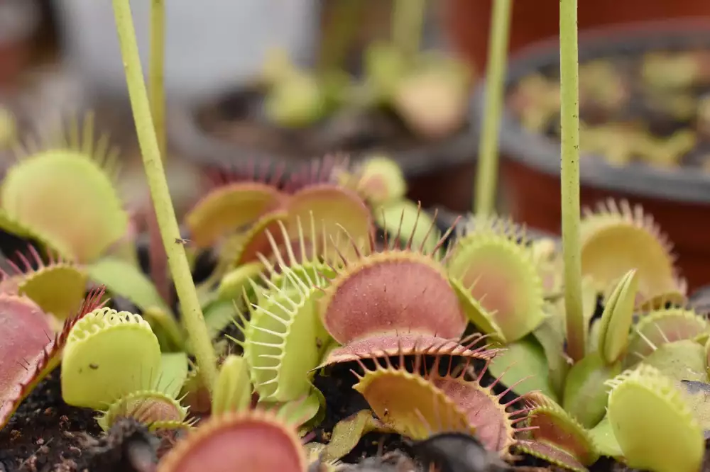 Dionaea Muscipula Krmení