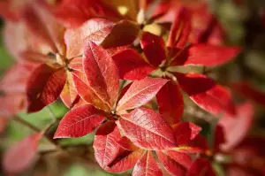 Rododendron Choroby